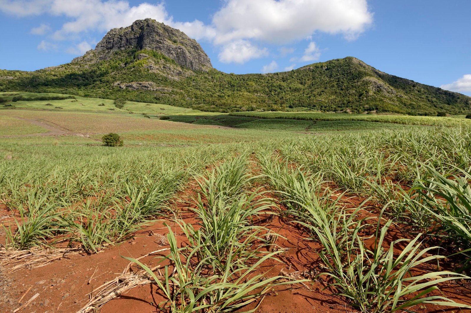 How El Nino Droughts Impact Sugar Crops Now, and Into the Future